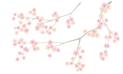 桜の枝の背景素材