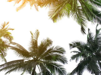 Fototapeta na wymiar tropical coconut palm leaves tree for summer background on transparent png file