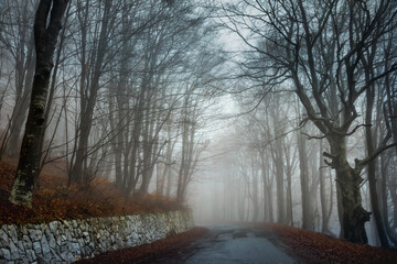 Road into foggy spooky Forest at autumn in Balkan Mountains, Bulgaria