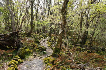 old trees entwined with vines and path