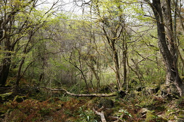 Fototapeta na wymiar primeval forest in spring