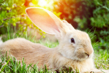 rabbit on the green grass in the sunlight