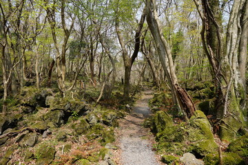 old trees entwined with vines and path