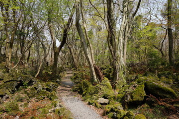 old trees entwined with vines and path