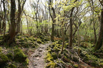 spring path through mossy rocks