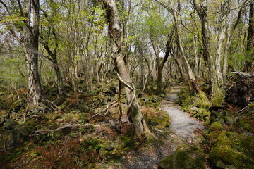 old trees entwined with vines and path