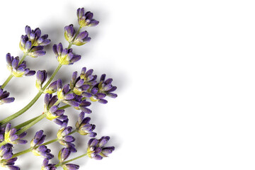 Lavender branches with purple flowers isolated on white background. Top view. Copy space. Lavender...