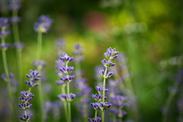 Branch of lavender with purple flowers in a lavender field, garden. Close-up of lavender flowers against a green lawn.