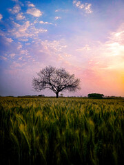 Fototapeta premium sunset in the field
