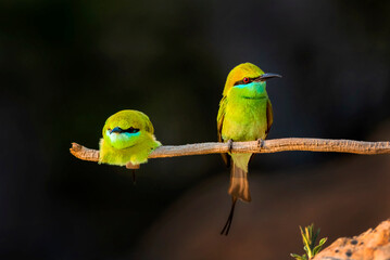 pair of little green bee eater on the branch, bee eater with prey, beautiful green bee eaters 