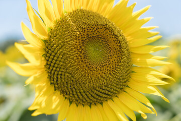 夏　ひまわり　元気