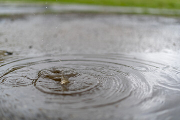 波紋　雨　水たまり
