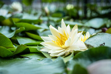 スイレン　蓮の花　睡蓮