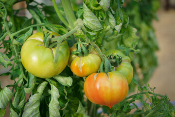 トマト　新鮮野菜　健康