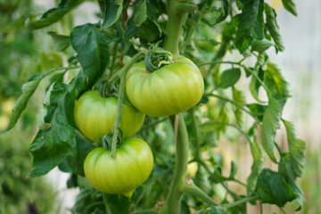 トマト　新鮮野菜　健康