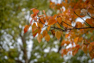 紅葉　秋　自然