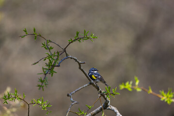 Yellow-rumped Warbler Perched in Shrub