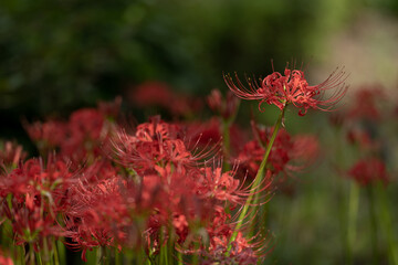 彼岸花　赤　真紅