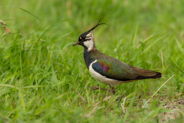 Close up of the northern lapwing (Vanellus vanellus), also known as the peewit or pewit, tuit or tew-it, green plover, or (in Ireland and Britain) pyewipe or just lapwing