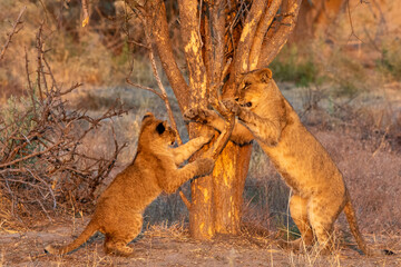 Young African lions play under a tree