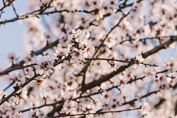 Close-up of beautiful blooming branches of almond tree