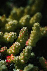 Vertical closeup of beautiful succulent plants background