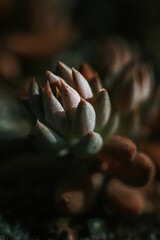 Vertical closeup of beautiful succulent plant thrones background
