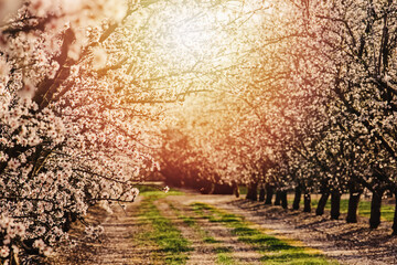 Beautiful blooming Almond trees on the fruit farm
