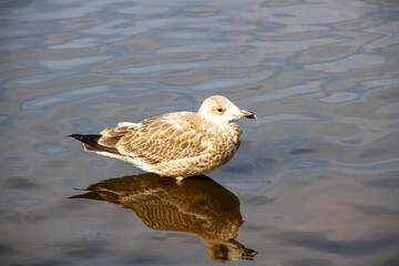 Seagull stands on shore by water and looks