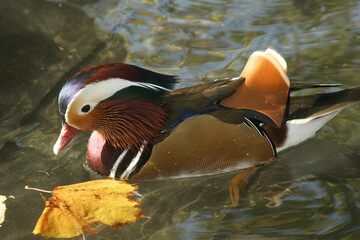 Closeup on a colorful adult Mandarin duck, Aix galericulata in the water