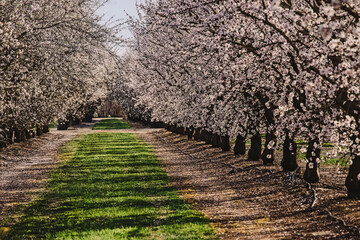 Almond farm at spring, rows of white blooming trees.