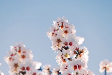 Blooming almond tree branches over the blue sky,