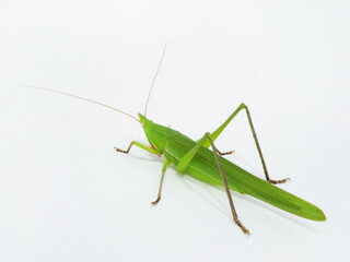 斜め後ろから見たクビキリギス