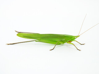 後ろ脚を伸ばしているクビキリギス