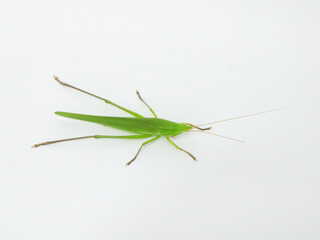 脚を伸ばして休むクビキリギス
