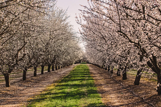 Obrázky California Almonds – procházejte fotografie, vektory a videa 2,708 | Adobe Stock