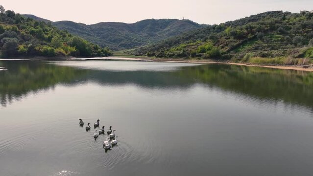 A family of ducks swimming across a calm mountain lake