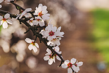 Blooming almond tree branches at spring.