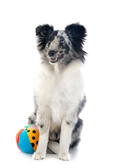 Shetland Sheepdog in studio