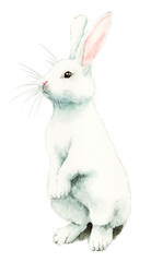 アナログ水彩立つ白うさぎ
