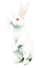 アナログ水彩立つ白うさぎ