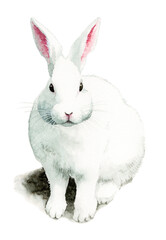 アナログ水彩白うさぎ
