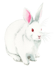 アナログ水彩白うさぎ