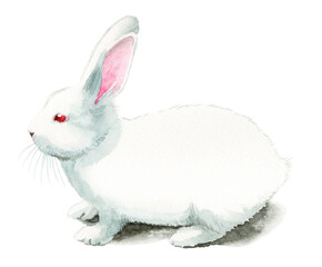 アナログ水彩白うさぎ