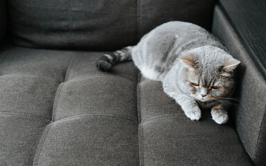 Offended lonely gray cat lying on the sofa. Top view fluffy sad pet indoors
