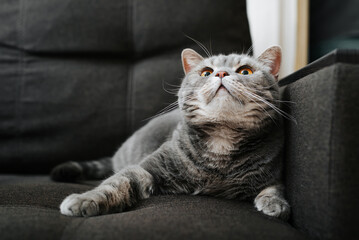 Cute fluffy gray british cat resting on sofa and looking up with orange eyes