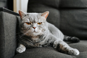 Angry offended gray cat with orange eyes looking at camera. Portrait of sad pet British cat lying...