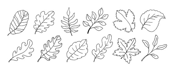 Fototapeta premium Leaves vector sketch set. Hand drawn decorative elements