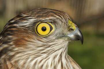 Closeup on the head of a European sparrowhawk, Accipiter nisus