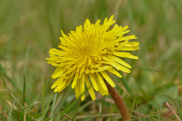 Closeup on a yellow dandelion flower, Taraxacum officinale, in the field